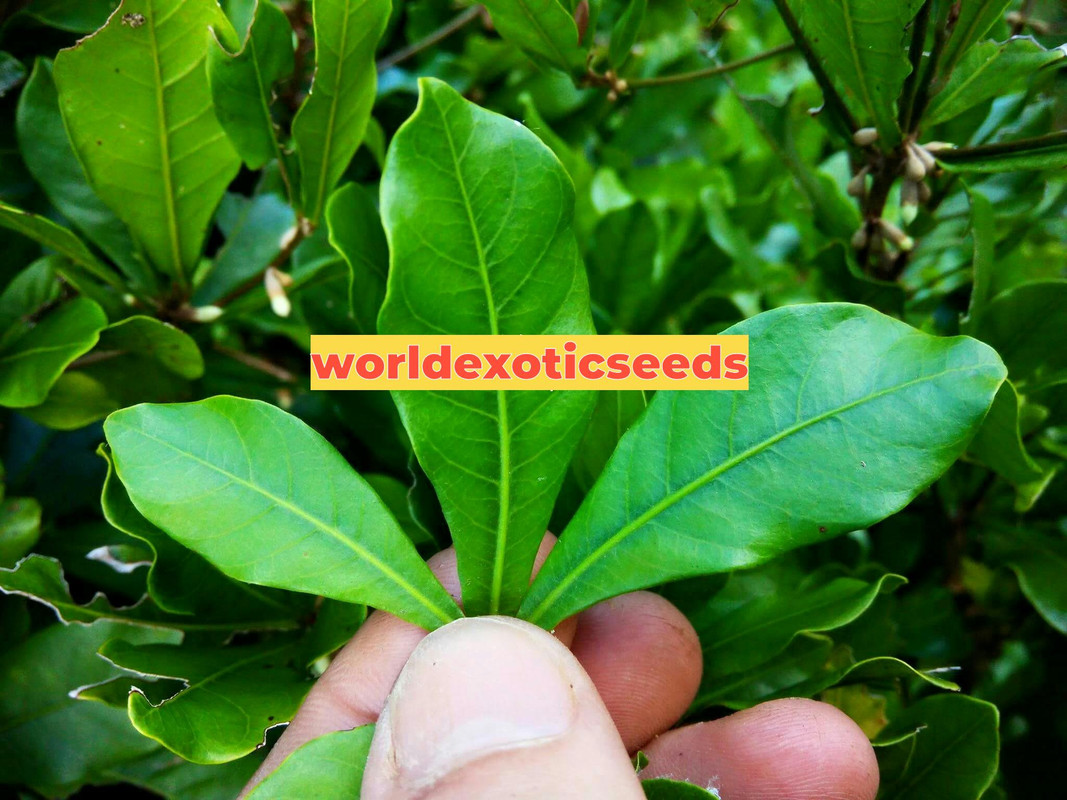 Miracle Fruit(small) 2