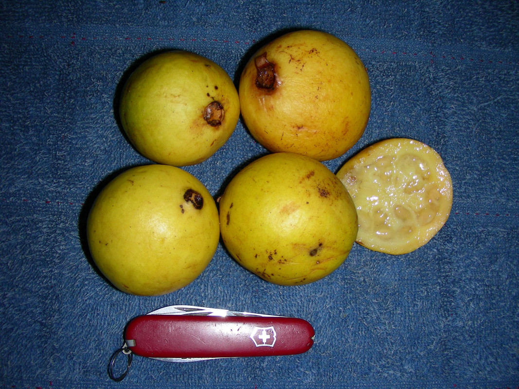 Psidium acutangulum - Para Guava 
