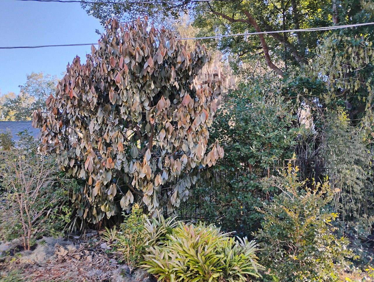 Jackfruit post freeze Feb 2026