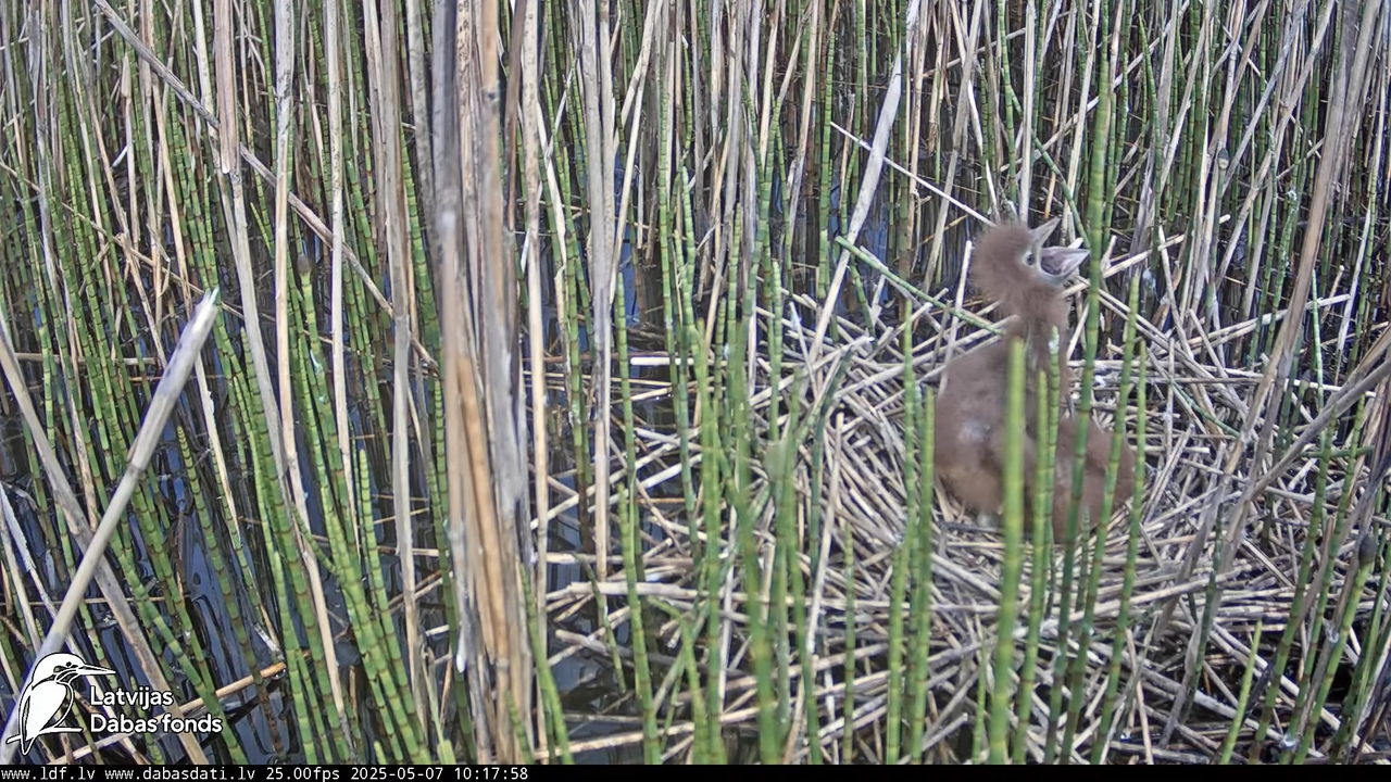 LDF Lielais dumpis (Botaurus stellaris) Zemītes pagastā 13-45-38 screenshot