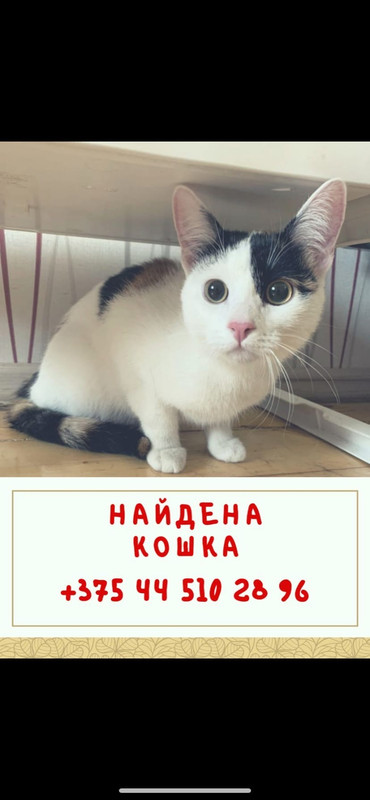 кошка даши