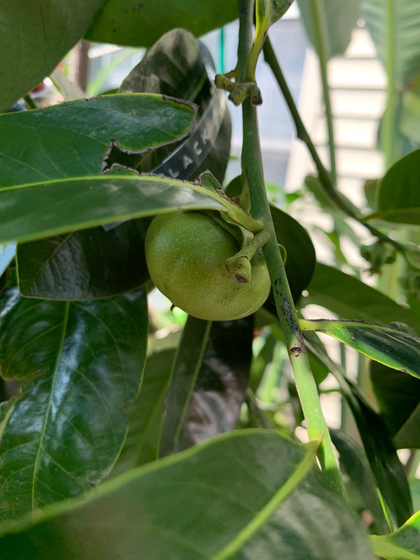 black_sapote