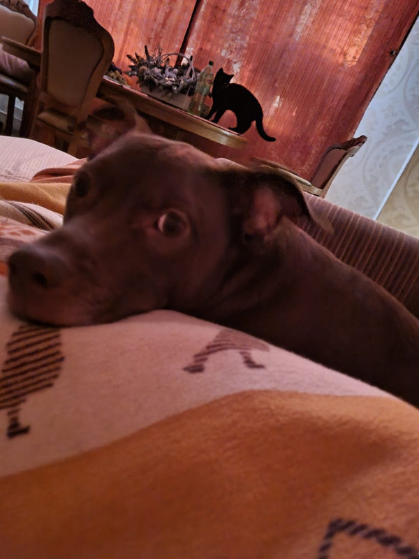 419EE6BC-73DA-43E3-85C1-9B018B82092F