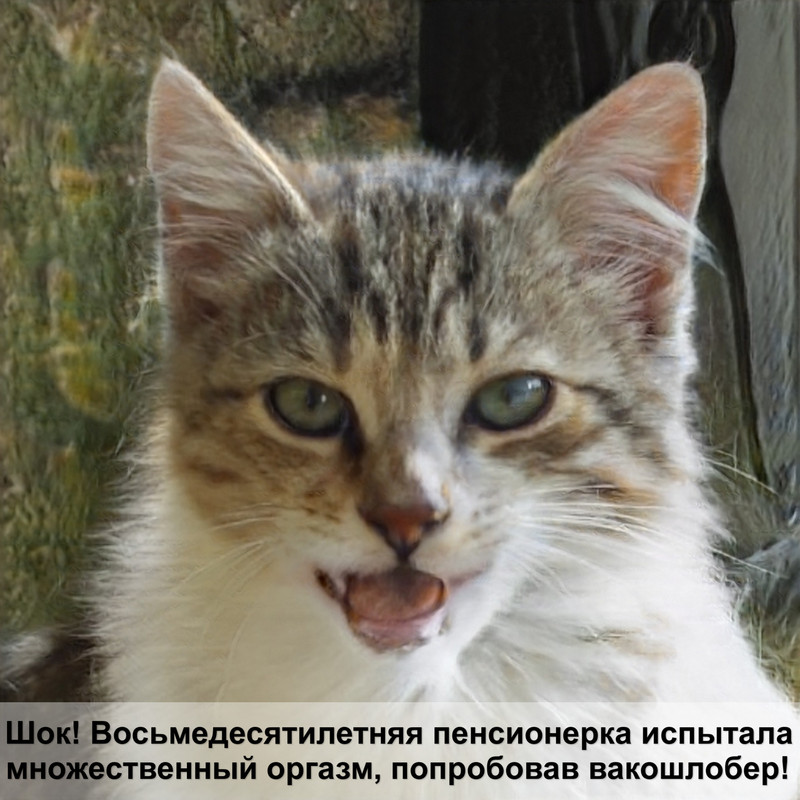 как отличить кота от кошки