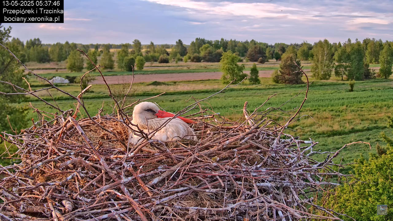 13052025bociany8