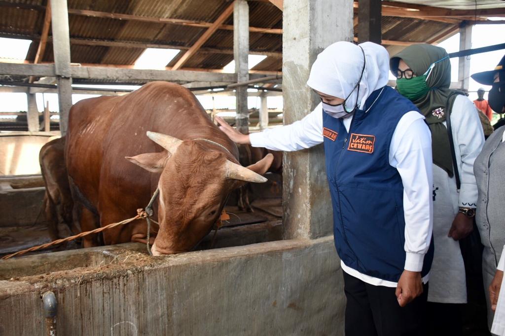 Khofifah Indar Parawansa Gubernur Jatim saat mengunjungi dua peternakan sapi di lamongan