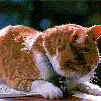 sff-cat-people-av2.gif