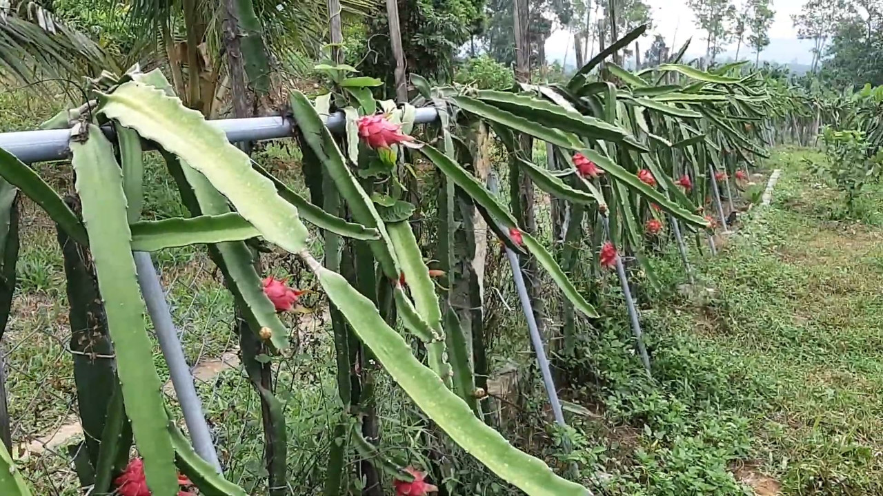 dragon-fruit-fencing.jpg