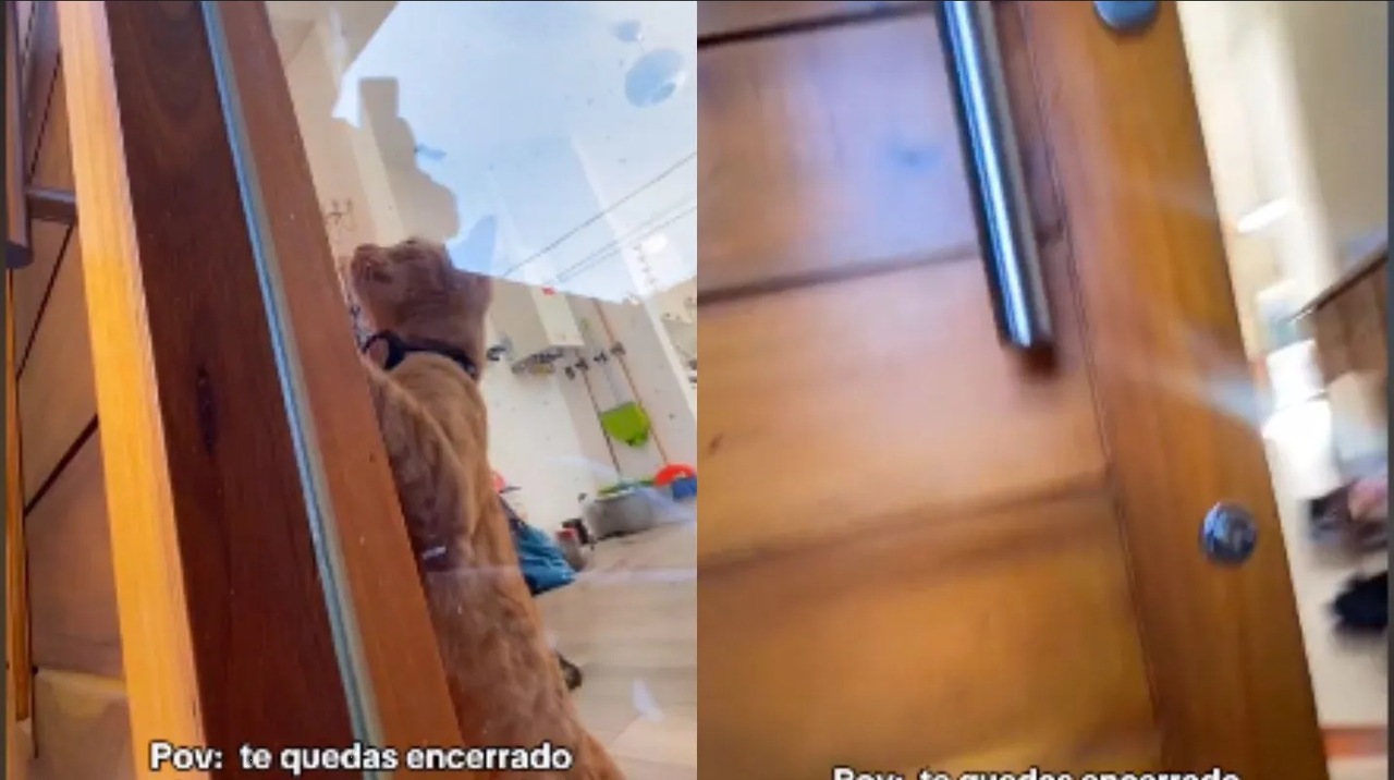 Gatita le abre la puerta de la casa a su dueño y se hace viral