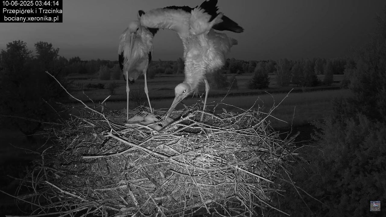10062025bociany2