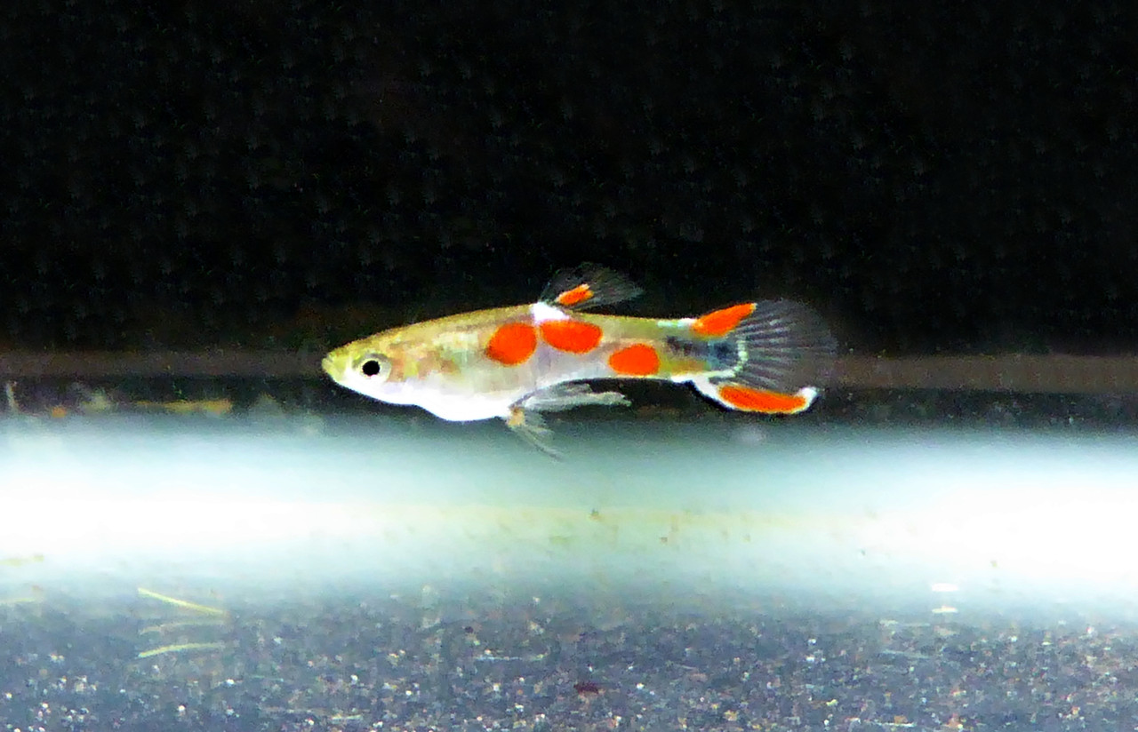 Poecilia wingei