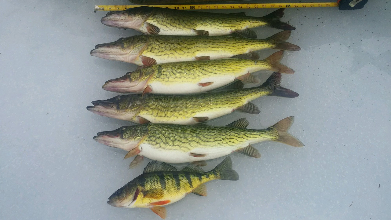 28336141_10213507236107577_2053385503397130810_o