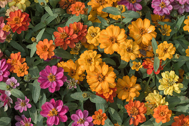color fleur de zinnia