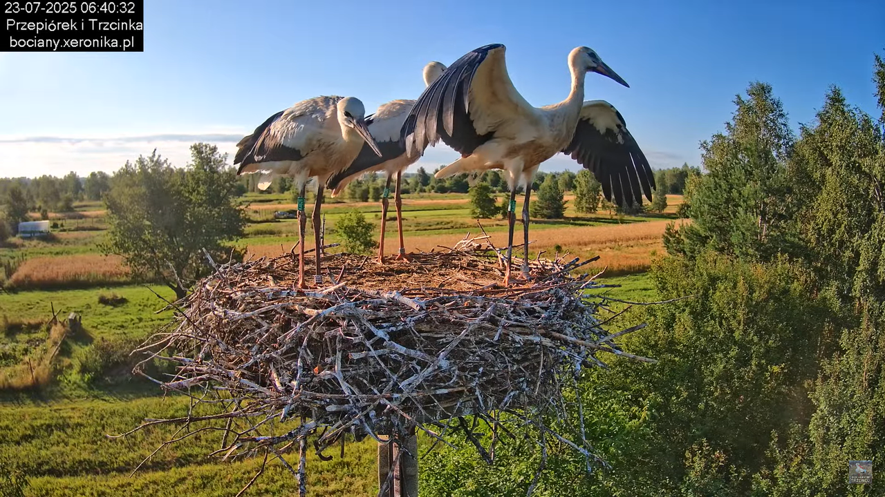 23072025bociany19