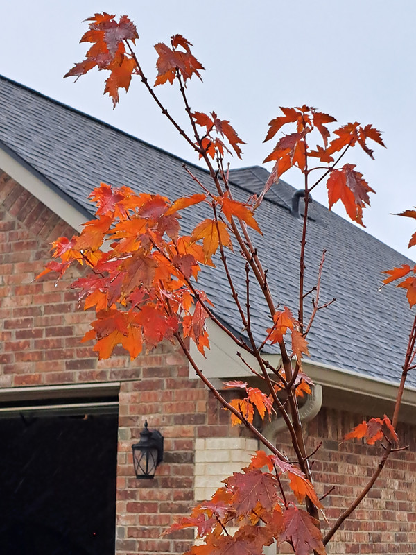 [Image: Sun-Valley-Red-Maple-out-front2-30-Nov2023.jpg]