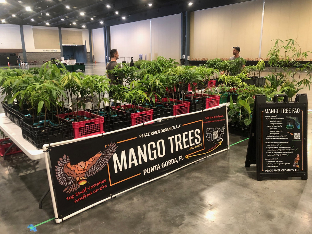 MangoFest SetUp4