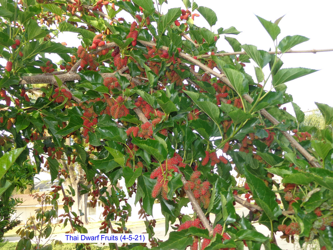 Thai_Dwarf (4-4-21)pic3