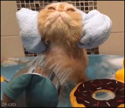 Funny-Cat-GIF-Amazing-ginger-cat-having-fun-taking-a-shower-like-a-human-with-her-shower-cap.gif