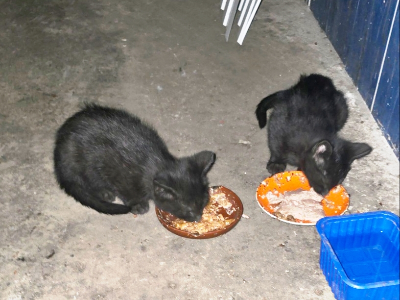 IMG 20261019 195047