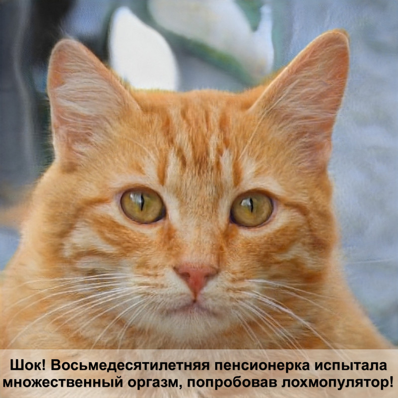 болезни глаз у кошек третье веко лечение