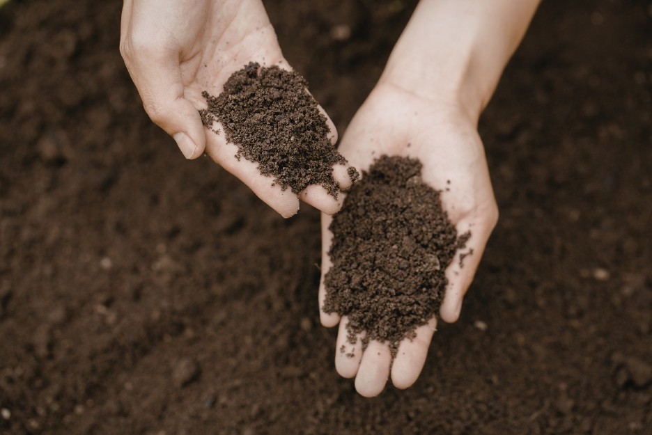 Soil preparation for okra plants with well-draining compost-rich mix