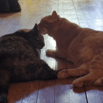 20200630-151713.gif