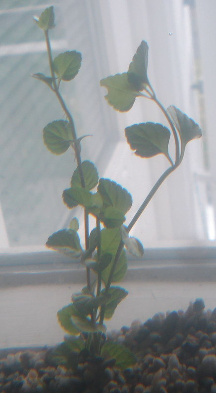 Onbekende aquarium plant 004