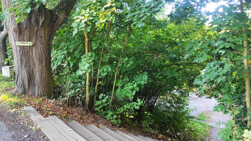 Castillo Zebrack-21-9-2025-Tocnik - República Checa y sus pueblos-2025 (7)