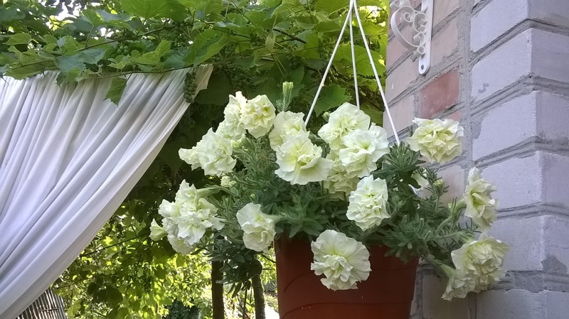 WP_20150724_17_52_33_Pro