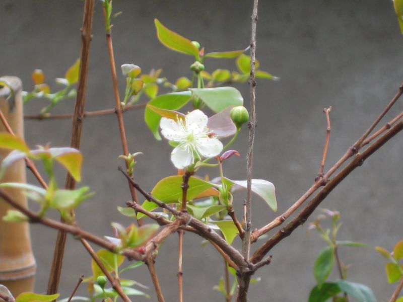 Pitanga - ( Eugenia uniflora) Surinamska trešnja_cvet