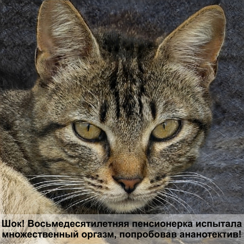 болячки у кошки по всему телу