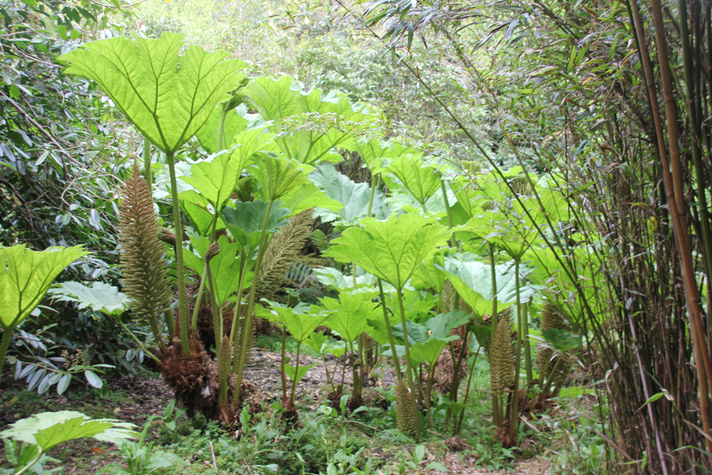 Gunnera x cryptica Penjerrick 220426 (2)