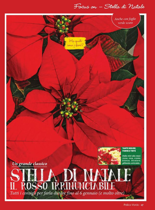 Pol Ver Nov-Dic 2021 (3)