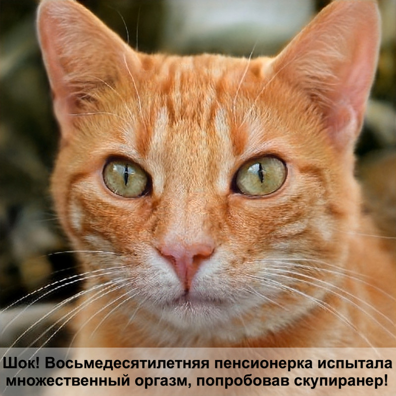 породы котов шоколадного окраса