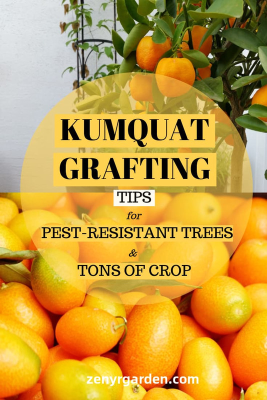 grafting-kumquat-trees.jpg