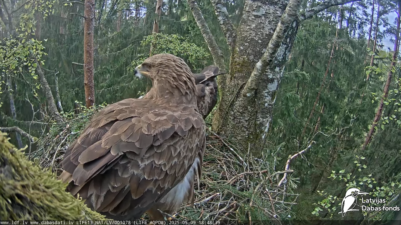 Mazais ērglis (Clanga pomarina), ligzda bērzā 16-52-34 screenshot