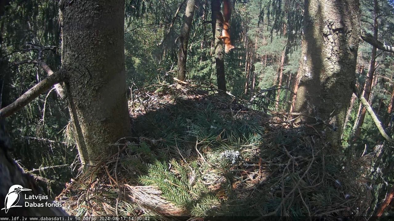 Mazais ērglis (Clanga pomarina), ligzda eglē __ Lesser spotted eagle in spruce, Zemgale, Latvia 15-3