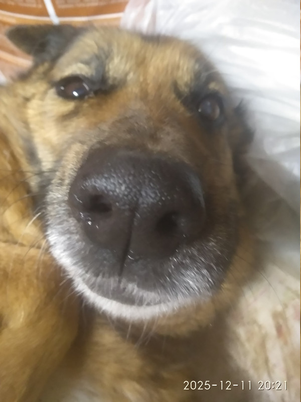 IMG 20251211 202104 HHT