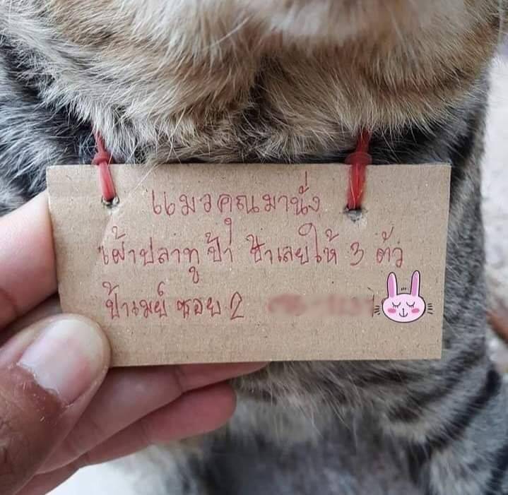 Surat utang yang dikalungkan di leher kucing