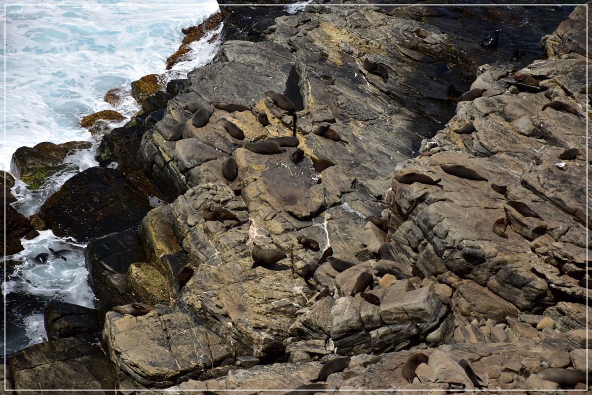 Australia (I): toma de contacto - Blogs de Australia - Kangaroo Island (38)