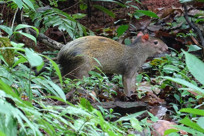 3 semanas Costa Rica en autobús 2018 Oct - Blogs de Costa Rica - Día 14. Parque nacional Manuel Antonio (4)