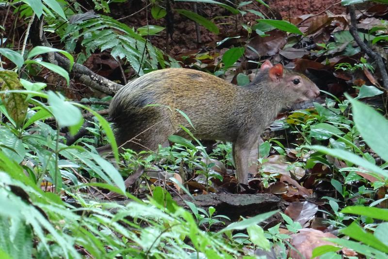 Día 14. Parque nacional Manuel Antonio - 3 semanas Costa Rica en autobús 2018 Oct (4)