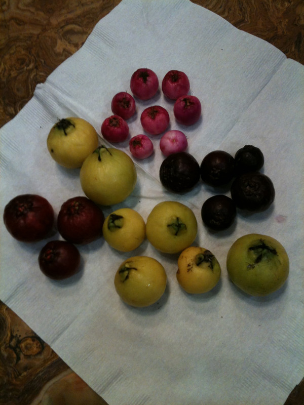 photos from iphone 051