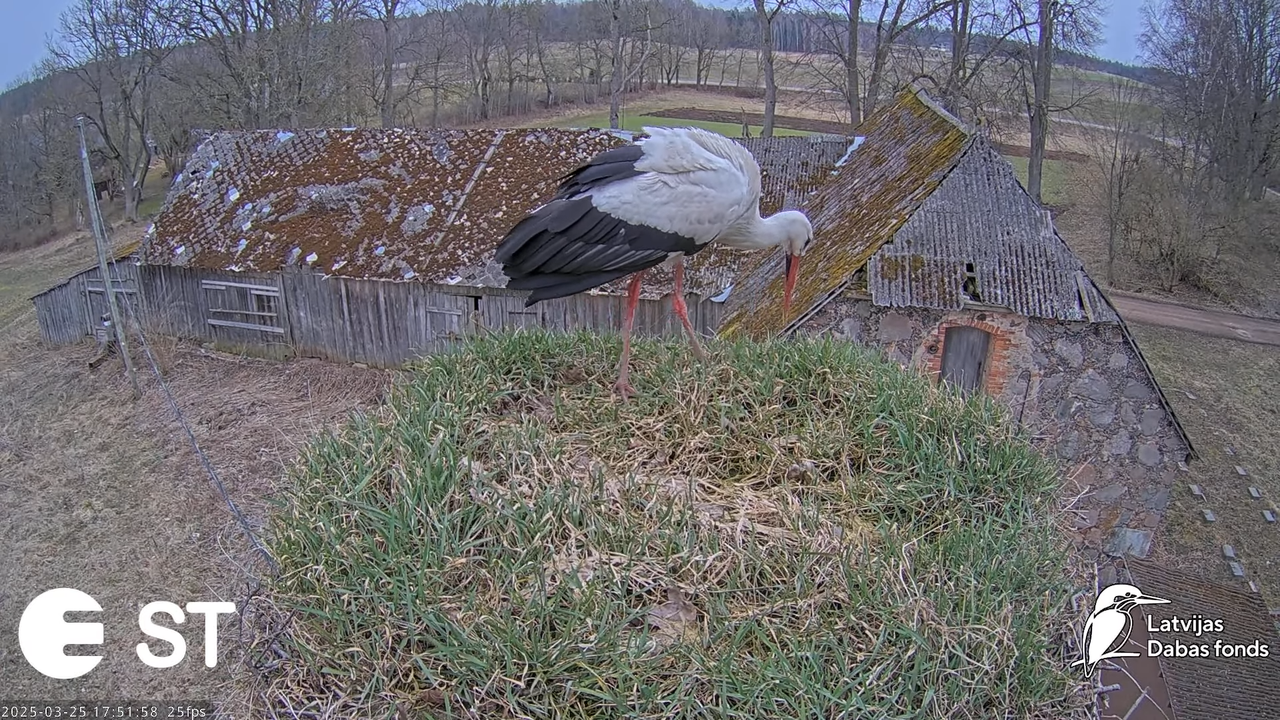 (11) Baltie stārķi (Ciconia ciconia) Tukuma novadā __ White storks in Tukums, Latvia - YouTube - 869