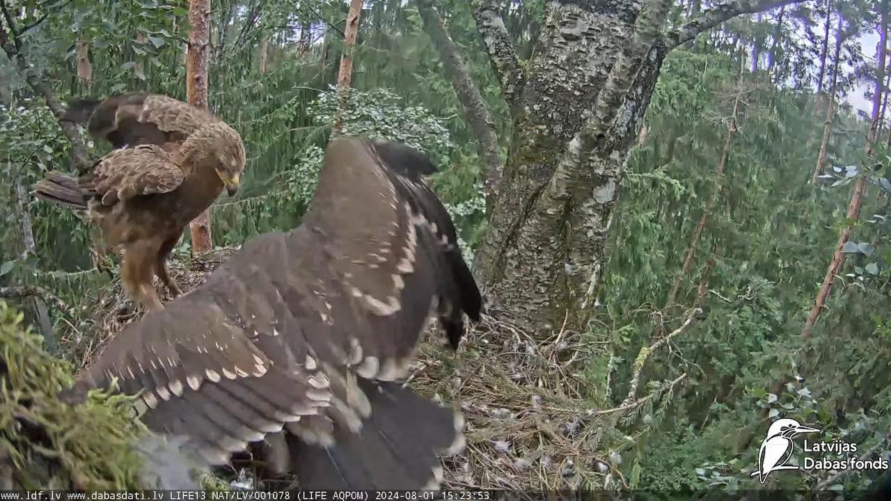 Mazais ērglis (Clanga pomarina), ligzda bērzā - LDF tiešraide 16-28-38 screenshot