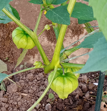 Tomatillo und Tomaten