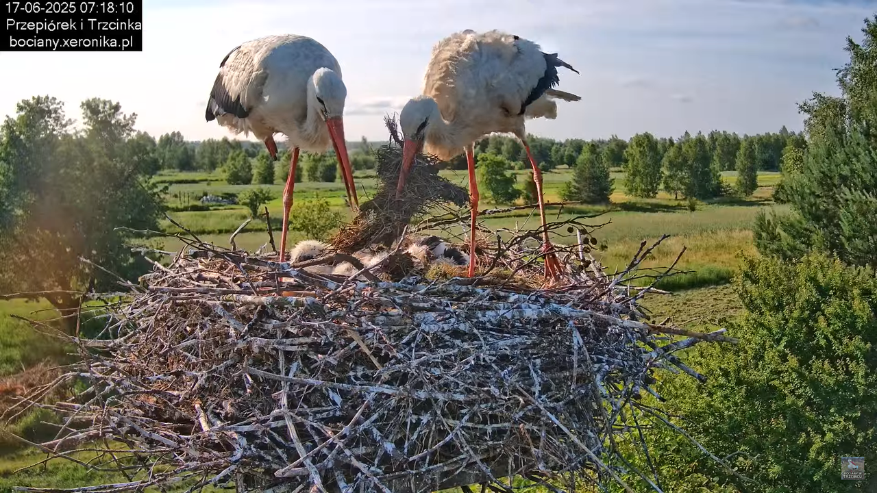 17062025bociany28