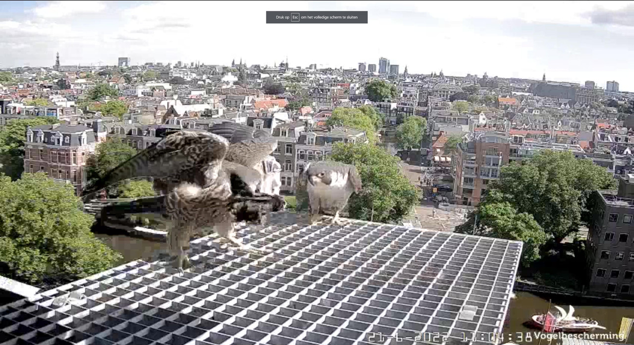 Amsterdam/Rijksmuseum screenshots © Beleef de Lente/Vogelbescherming Nederland - Pagina 30 Video-2022-06-21-110650-Moment-3