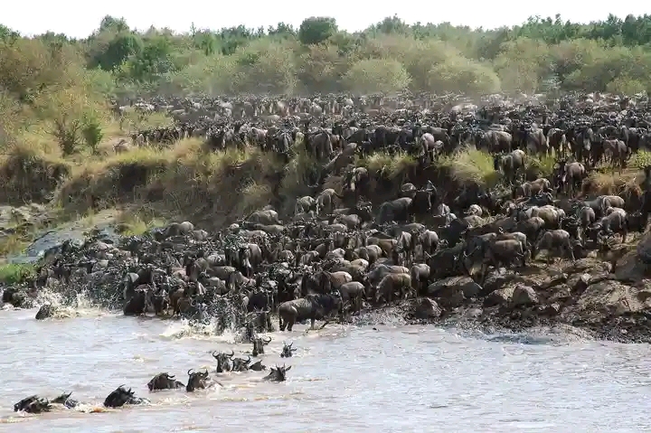 Wildebeest migration on the Masai Mara