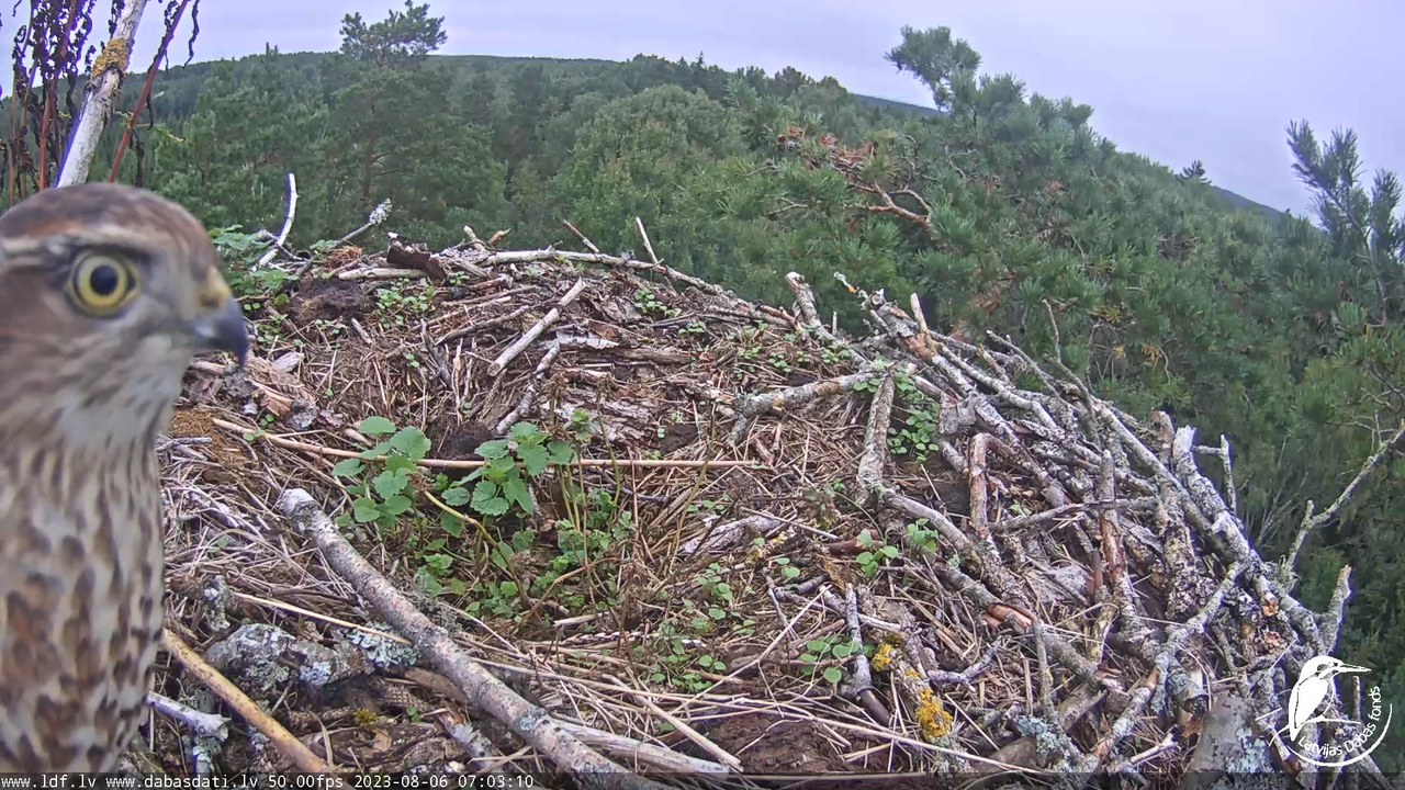 Zivju ērgļi (Pandion haliaetus) Kurzemē - LDF tiešraide 3-34-5 screenshot